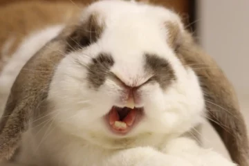 mon lapin me mord j'ai peur