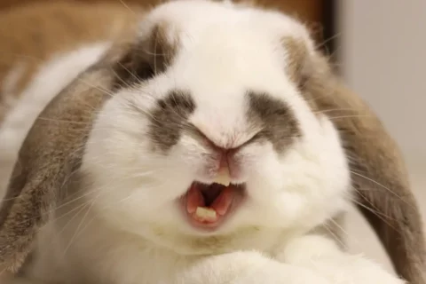 mon lapin me mord j'ai peur