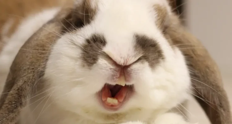 mon lapin me mord j'ai peur