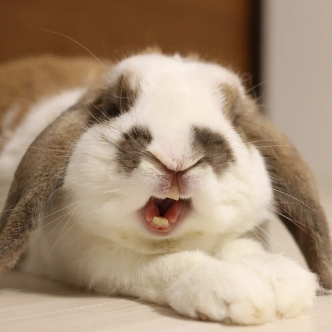 mon lapin me mord j'ai peur