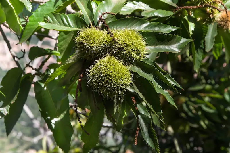 plante-chataignier-toxique-lapin