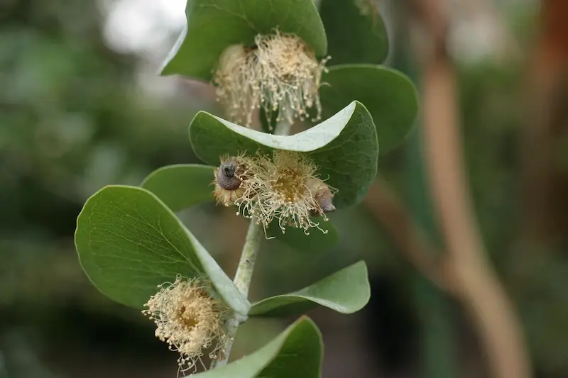 plante-eucalyptus-toxique-lapin