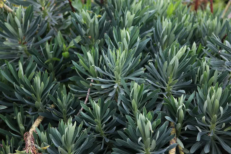 plante-euphorbe-toxique-lapin