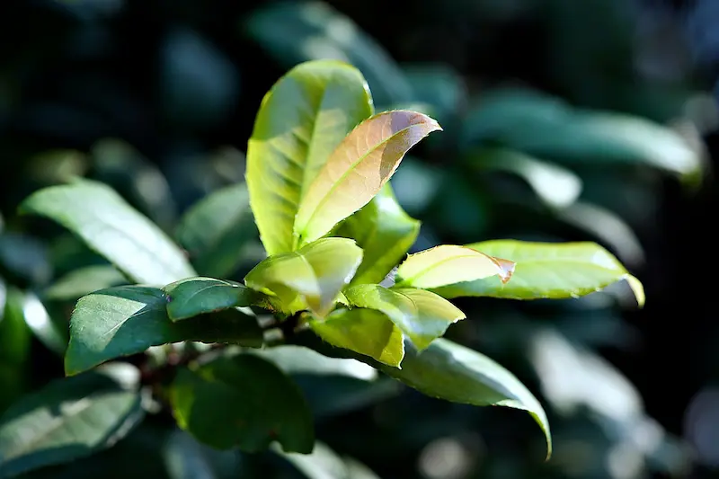 plante-millepertius-toxique-lapin
