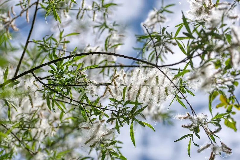 plante-peuplier-toxique-lapin