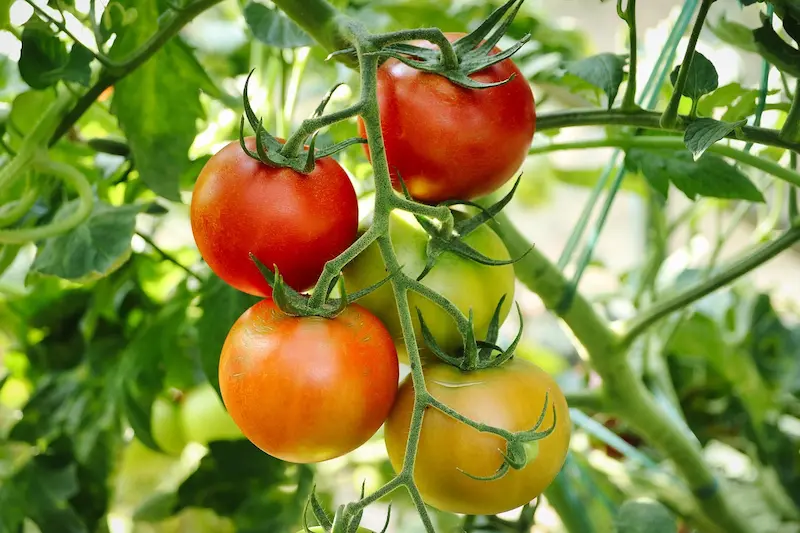 plante-plant-de-tomate-toxique-lapin