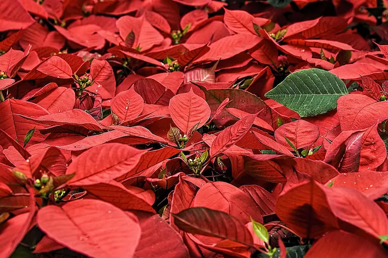plante-poinsettia-toxique-lapin