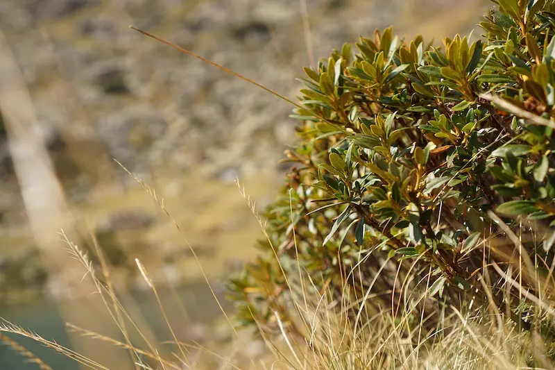 plante-rhododendron-toxique-lapin