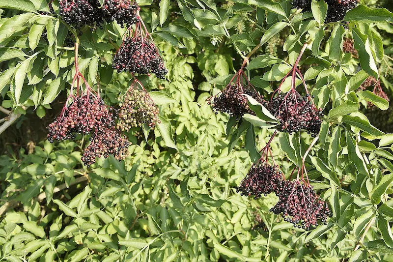 plante-sureau-toxique-lapin