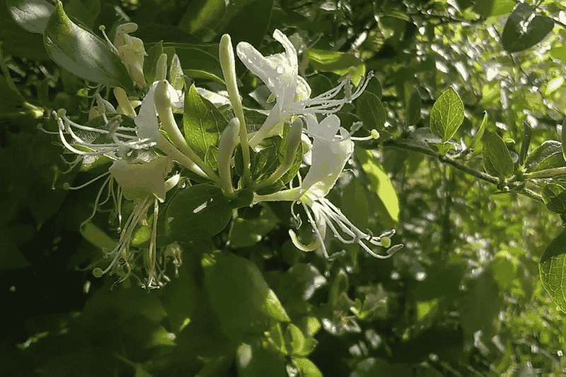 plante toxique lapin chevrefeuille