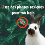 liste plante toxique lapin