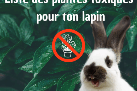 liste plante toxique lapin