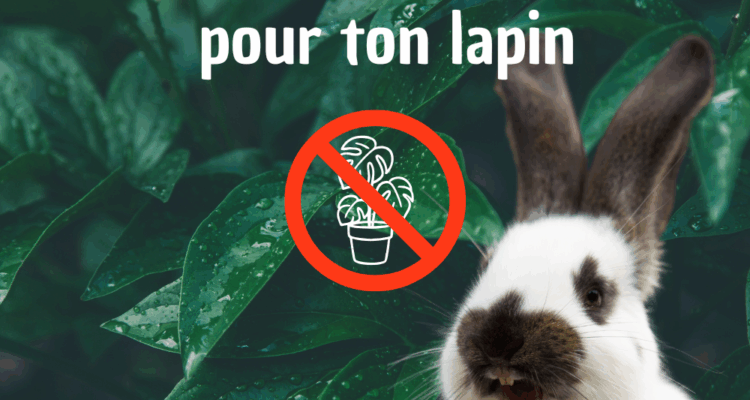 liste plante toxique lapin