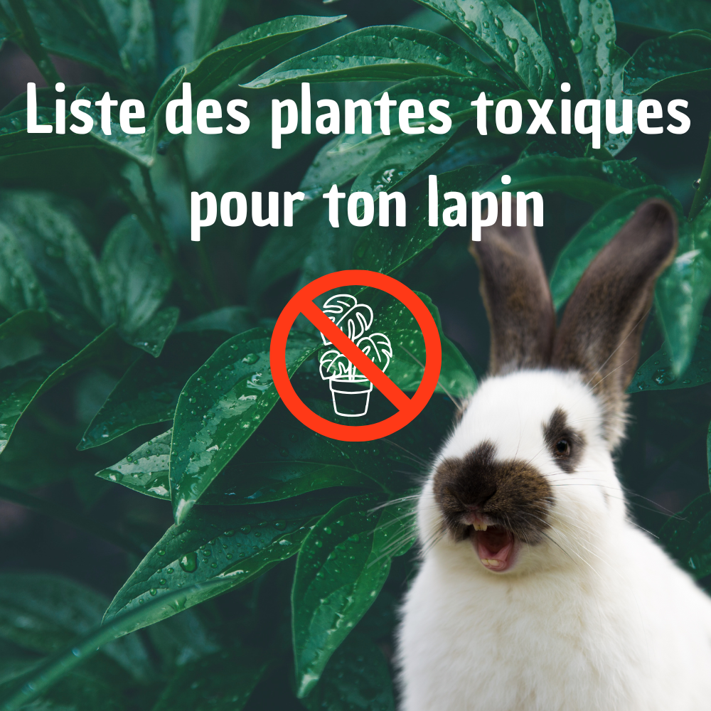 liste plante toxique lapin