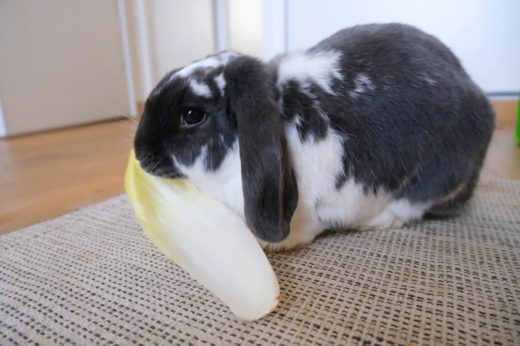 Lapin mange endive