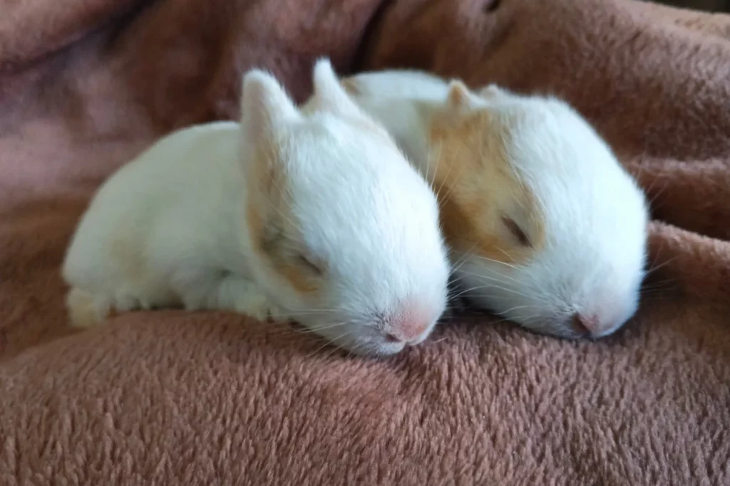 Lapereaux-lapins-reproduction