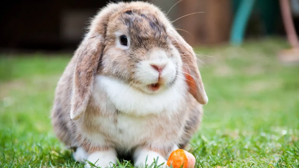 lapin-obèse-prostré-poids