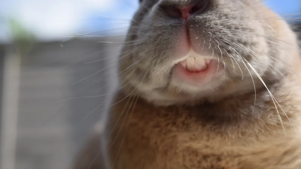 Dent-lapin-maigre-poids