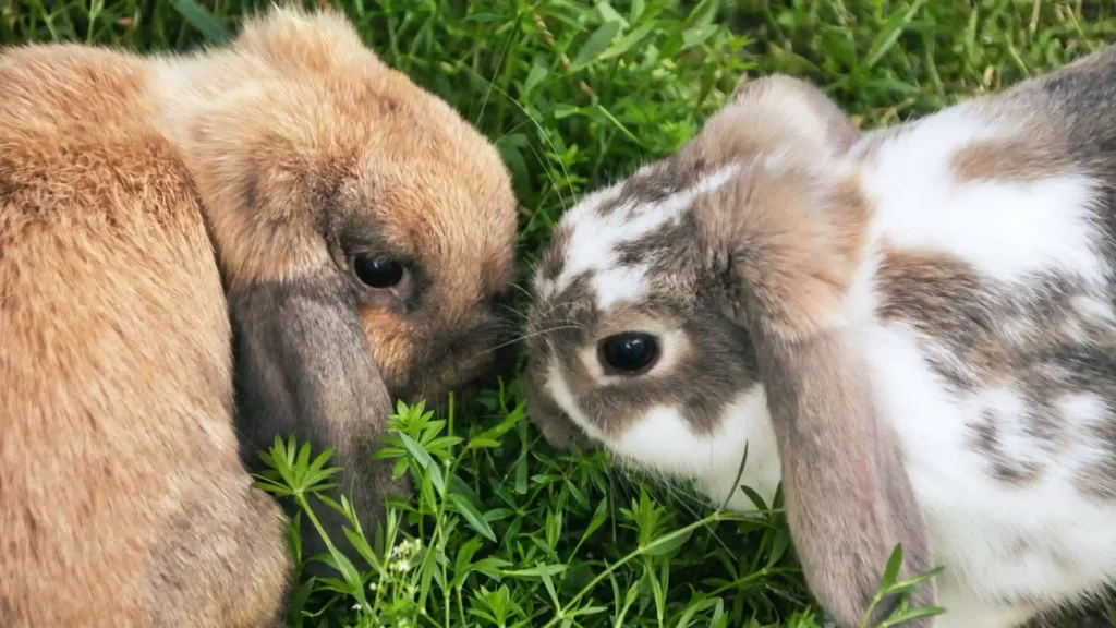 Stress-lapin-maigre-poids