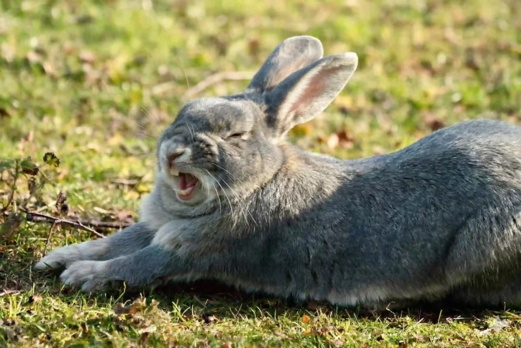 Lapin-grogne-reproduction