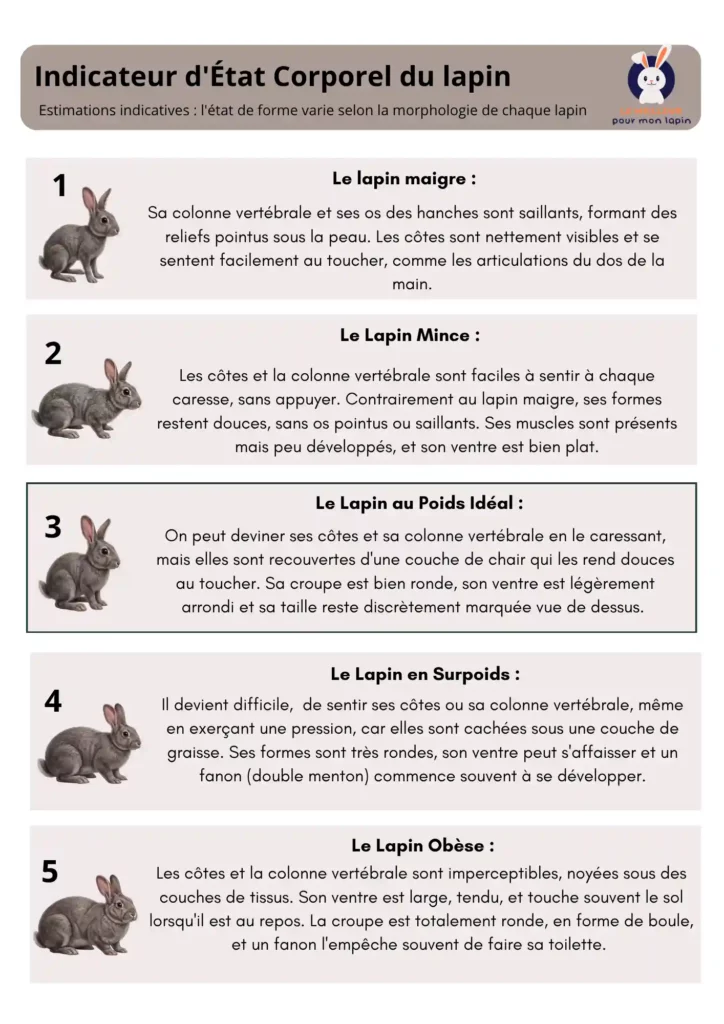 Poids-lapin-obèse-maigre