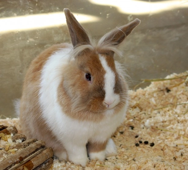 Lapin-crotte-pipi-partout