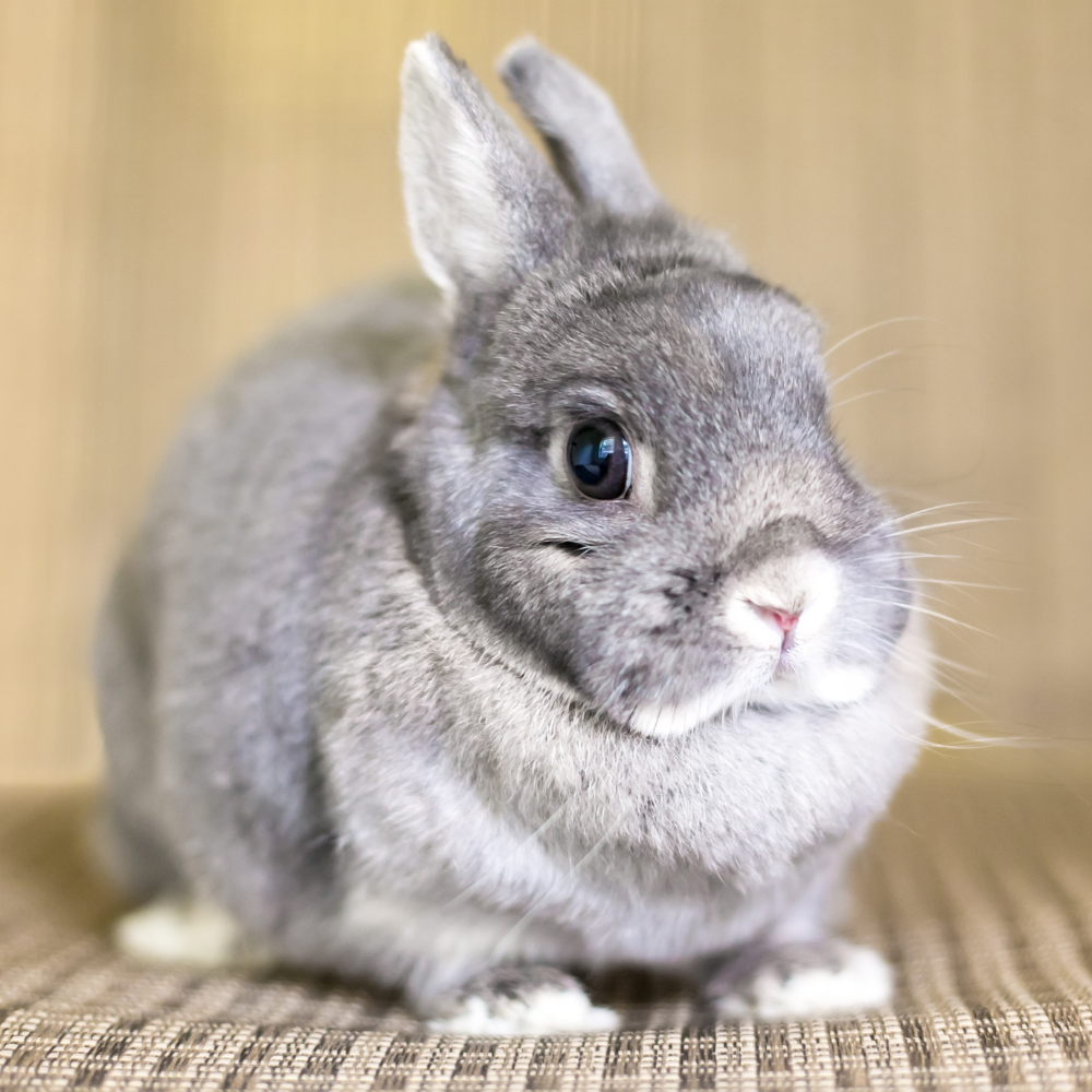 lapin en surpoids maigrir