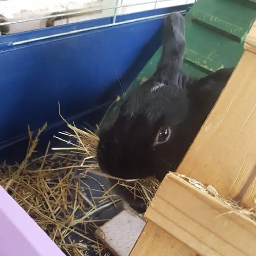 grossesse verveuse reproduction lapin