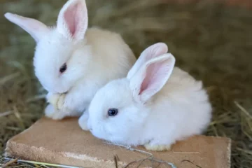 comprendre la reproduction du lapin et du lapin nain