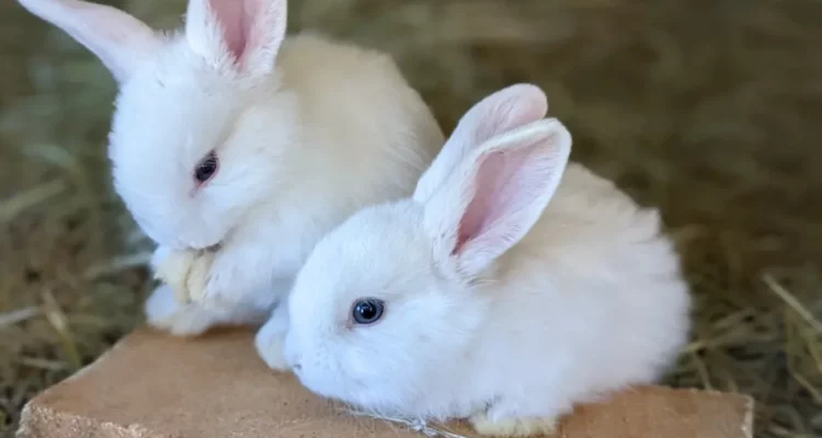 comprendre la reproduction du lapin et du lapin nain