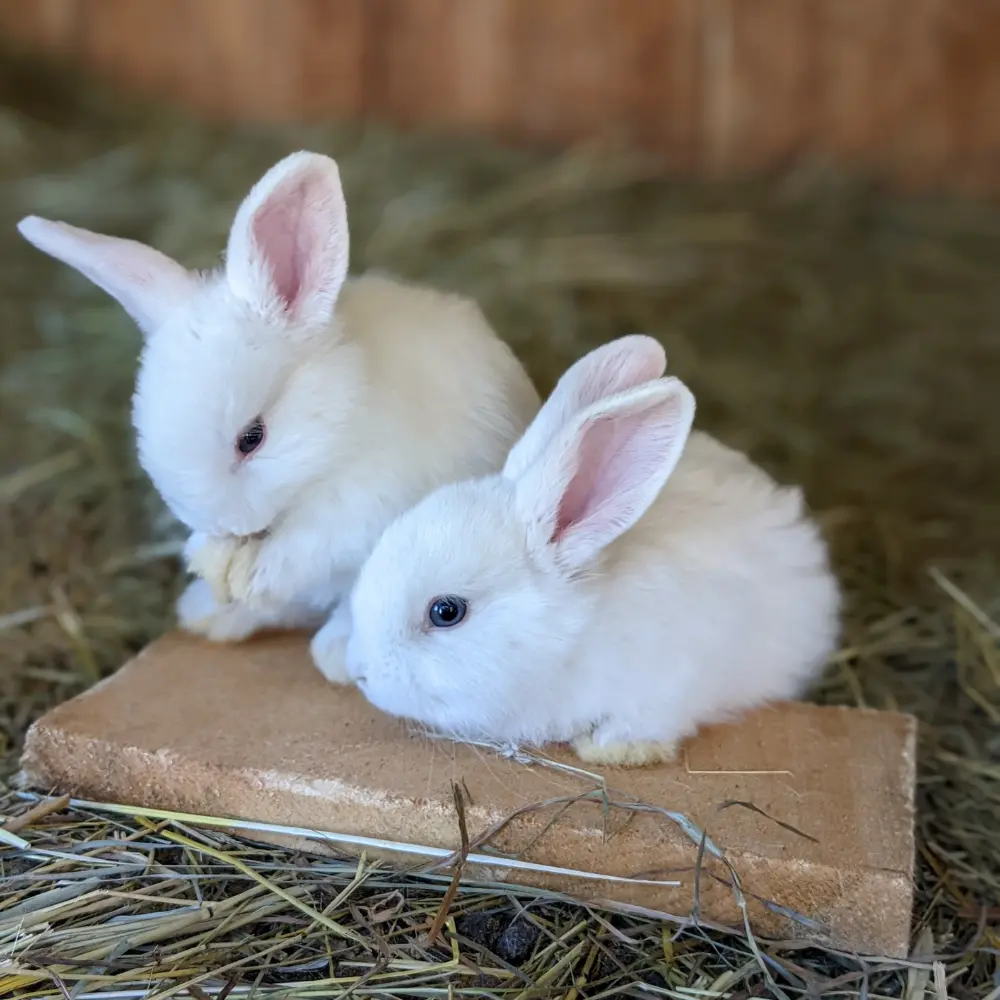 comprendre la reproduction du lapin et du lapin nain