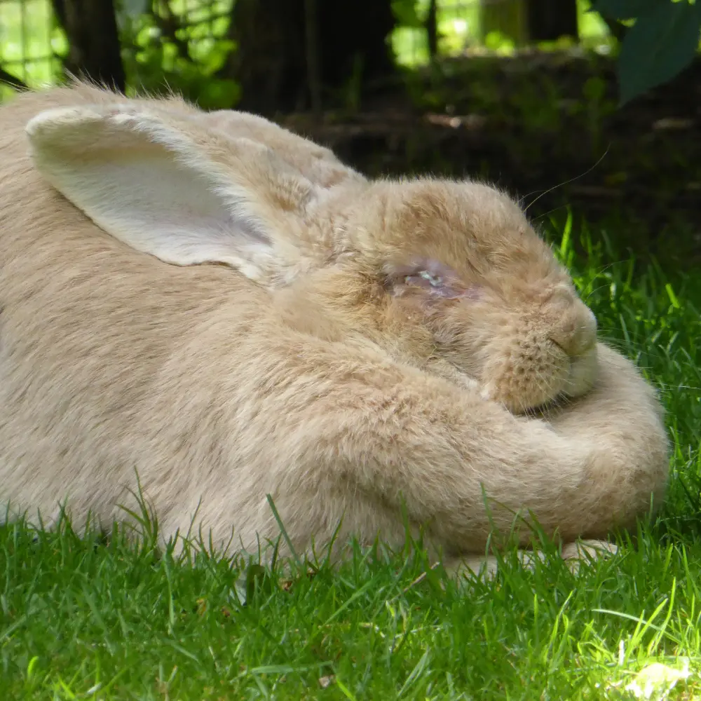 faire perdre poids lapin