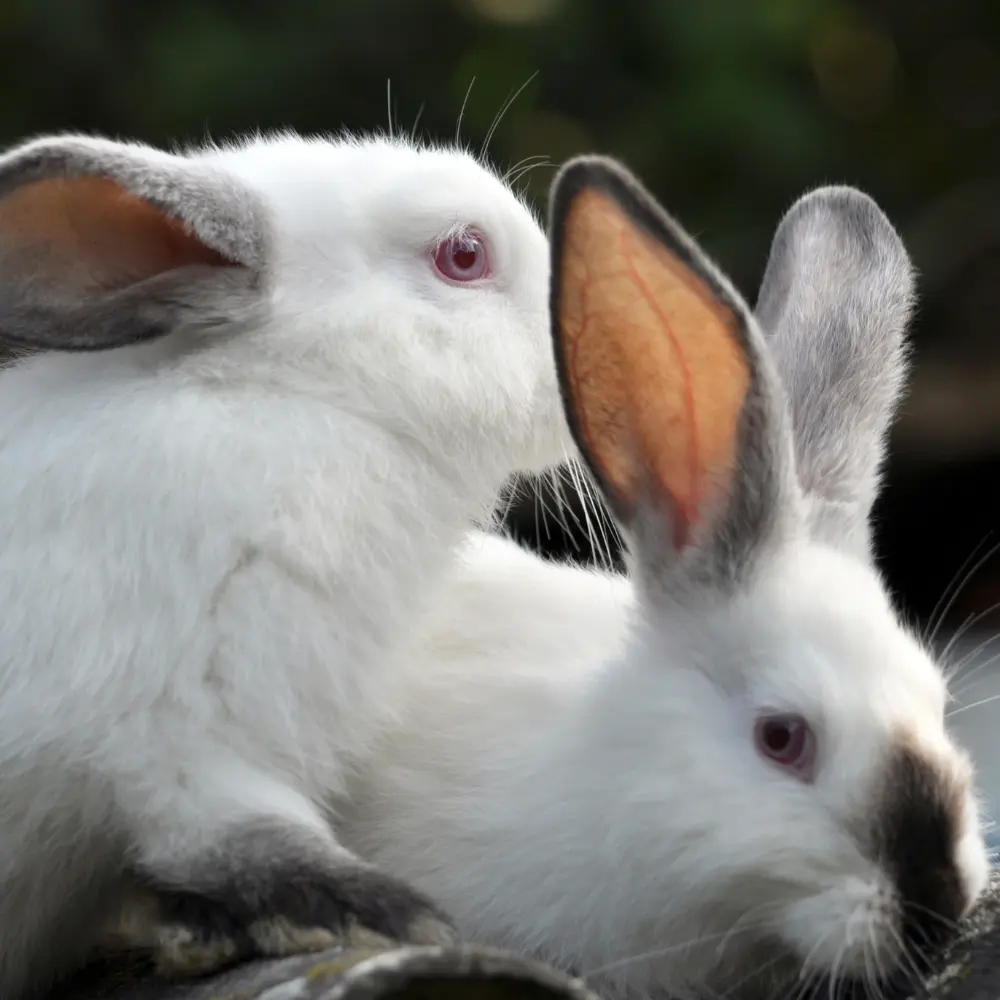 lapin-accouplement-reproduction