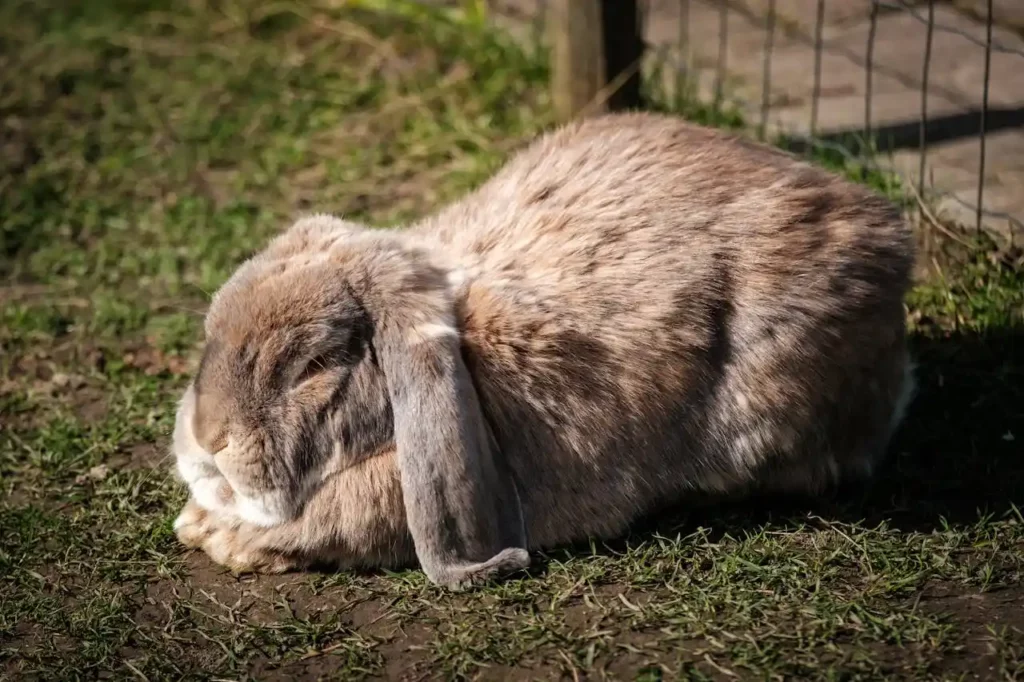 lapin-prostré-obèse-poids