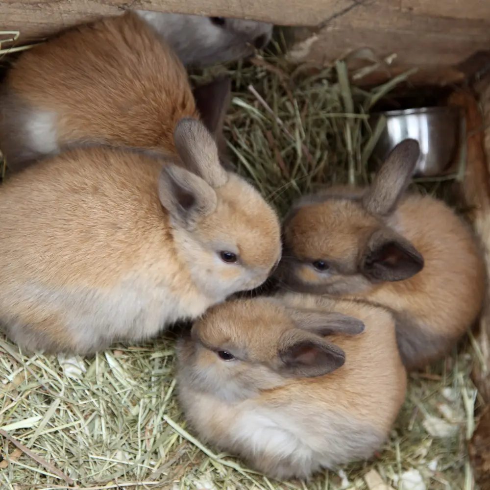 age maturité sexuelle lapin