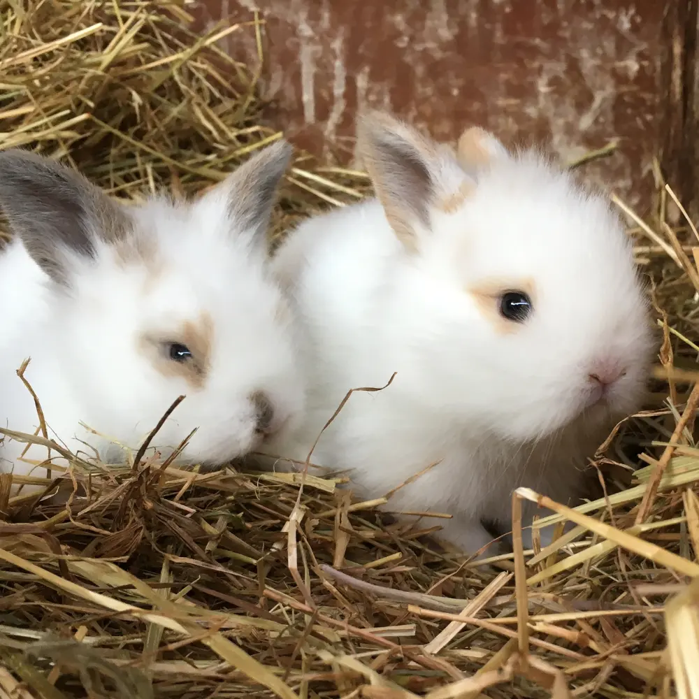 comprendre reproduction lapin conseils