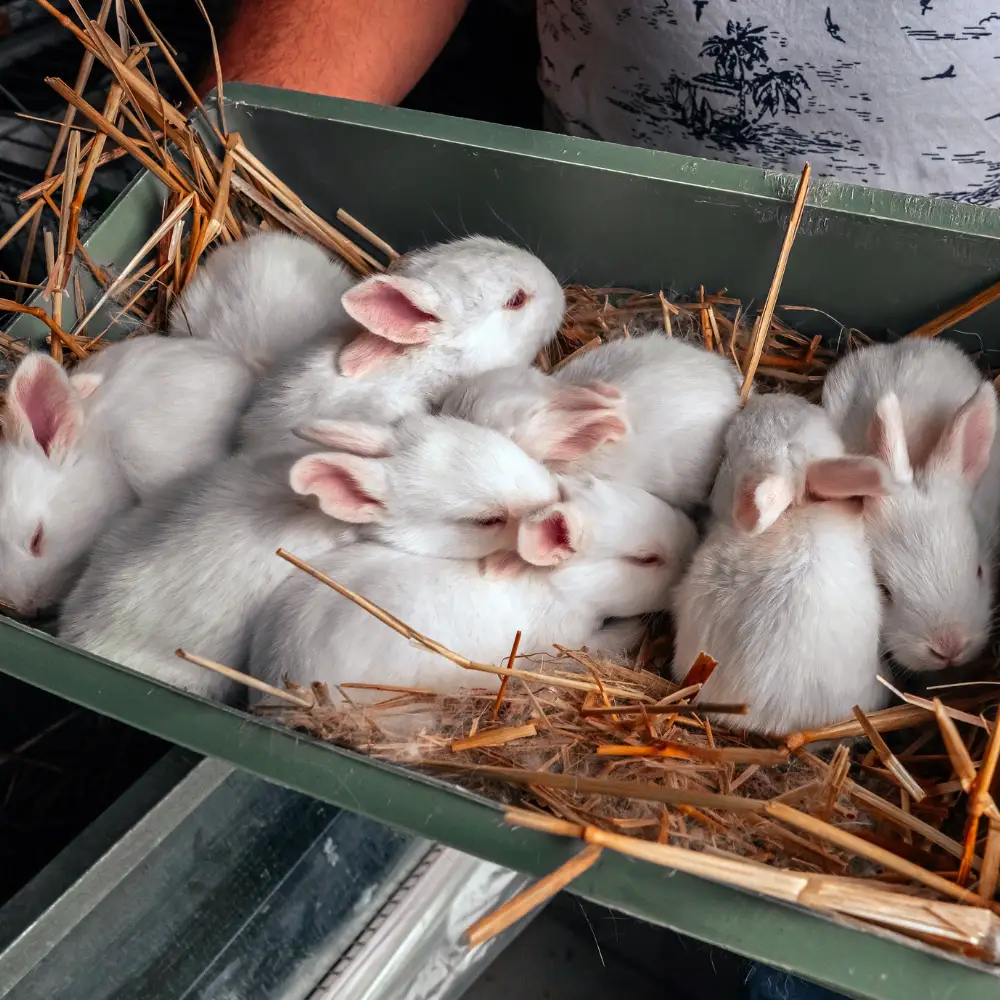 reproduction du lapin et du lapin nain