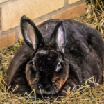 lapin surpoids comment peser lapin