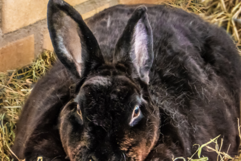 lapin surpoids comment peser lapin