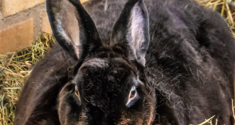lapin surpoids comment peser lapin